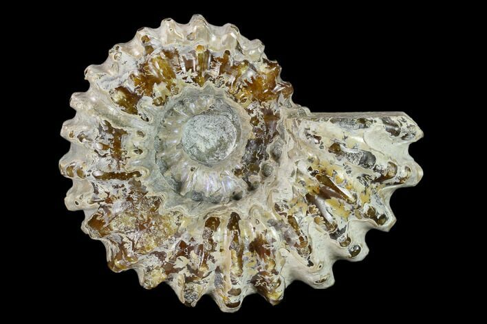 Bumpy Ammonite (Douvilleiceras) Fossil - Madagascar #134158